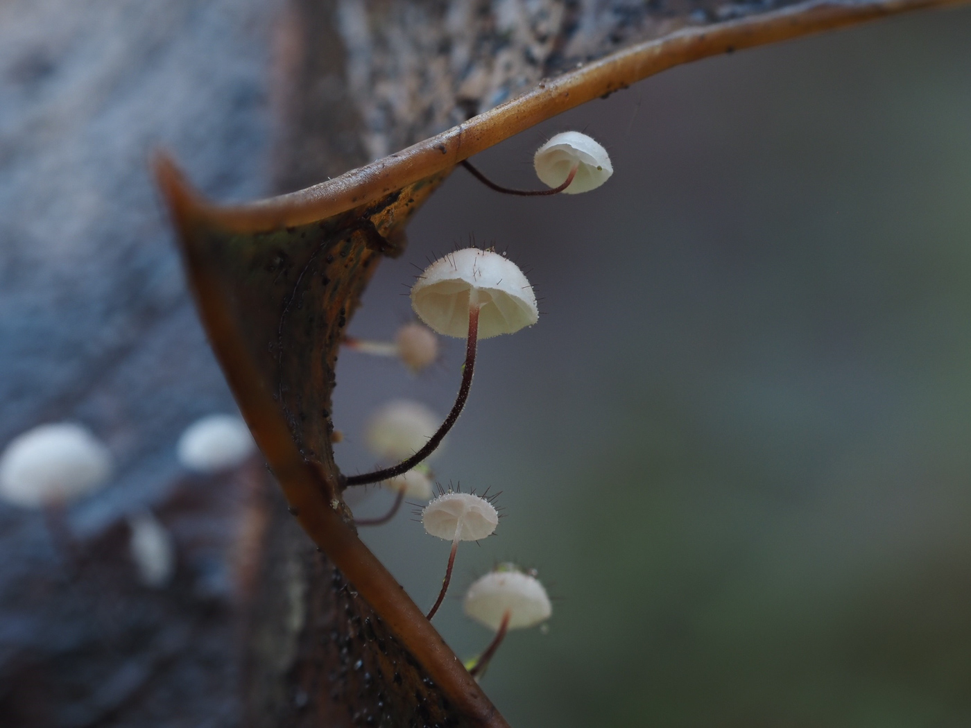 Photo by Claire Williams Marasmius hudsonii by Claire Williams